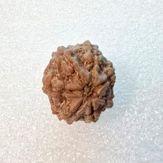 7 Mukhi Rudraksha Certified Original Bead for Wealth, Health & Good Fortune 7 Mukhi Rudraksha Certified Original Bead for Wealth, Health & Good Fortune